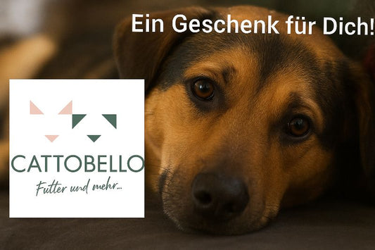Gutschein Cattobello mit Hundemotiv