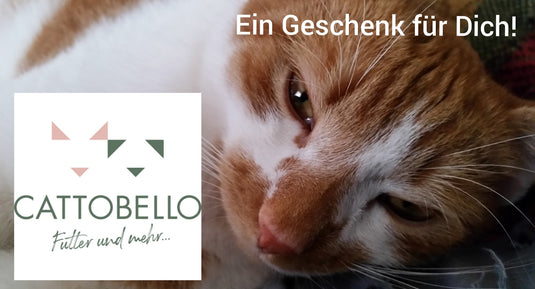 Gutschein Cattobello mit Katzenmotiv