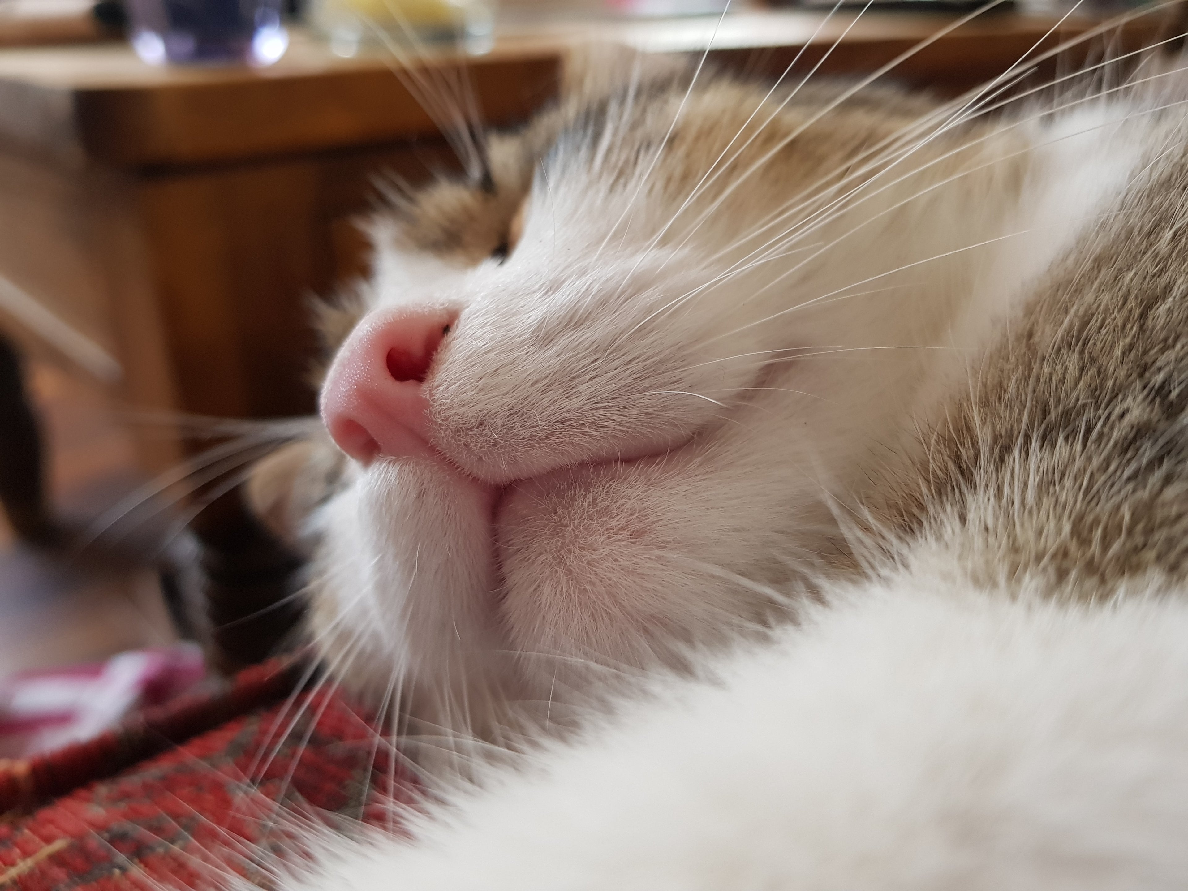 Moritz die Katze schlafend