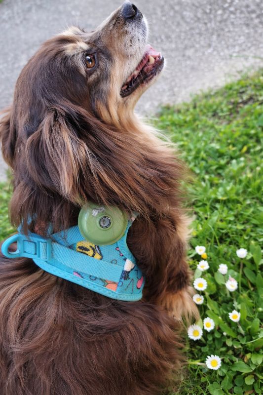 Ultraschall Zecken- & Flohschutz für Hunde Beispiel am Hund